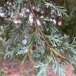 Juniperus scopulorum 果