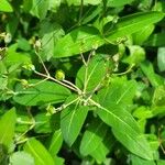 Hypericum monogynum Floare
