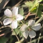 Geranium richardsonii Lorea