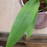 Oncidium crocidipterum Hoja