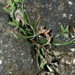 Asplenium seelosii Агульны выгляд