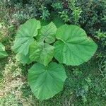 Abutilon theophrastiDeilen