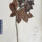 Photinia integrifolia Altres