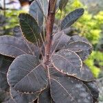 Cotinus coggygriaBlad