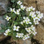Cardamine plumieri Libunga