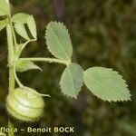 Medicago scutellata Otro