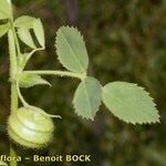 Medicago scutellata Other