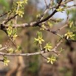 Cassipourea mollis Blüte