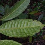 Protium opacum Hoja