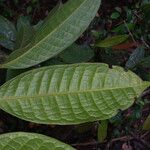 Protium opacum Leaf