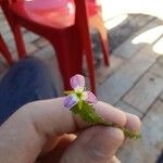 Mayaca fluviatilis Λουλούδι