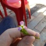 Mayaca fluviatilis Flower