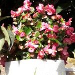 Begonia cucullata Blüte