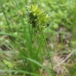 Carex cephalophora Flor