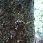 Chrysophyllum cuneifolium Bark