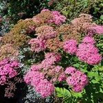 Spiraea japonicaКветка