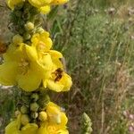 Verbascum densiflorumKvět