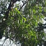 Acacia auriculiformis Hostoa