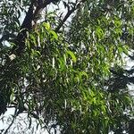 Acacia auriculiformis Blad