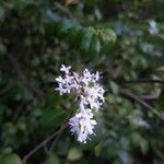 Ligustrum sinense Цвят