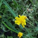 Crepis capillaris 花