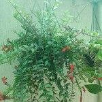 Columnea microphylla Hoja