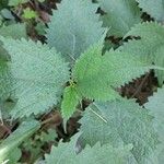Girardinia diversifolia Blatt