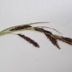 Carex haematostoma Drugo