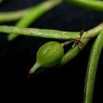 Jacquiniella globosa Fruit