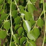 Phyllanthus acuminatus Feuille