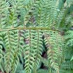 Polystichum setiferum Φύλλο