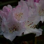 Rhododendron adenogynum Flower