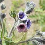 Cynoglossum creticum Flower