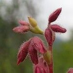 Ononis fruticosa 花