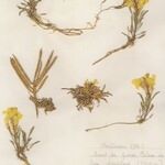 Erysimum ochroleucum Hábito