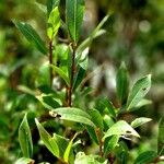 Salix pentandra عادت داشتن