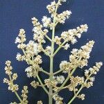 Miconia calvescens Ostatní