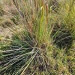 Bothriochloa laguroides Hábito