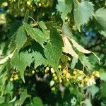 Tilia mongolica 花