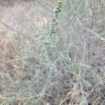 Artemisia herba-alba Lapas