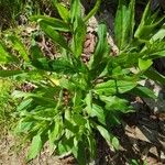 Cynoglossum germanicum Deilen