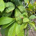 Gustavia augusta Leaf