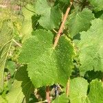 Vitis vinifera ᱥᱟᱠᱟᱢ