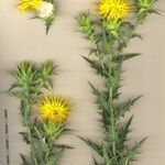 Carthamus arborescens Otro