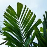 Ptychosperma macarthurii Hoja
