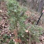 Juniperus communis Облик