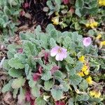 Erodium corsicum Blomst