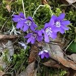 Hepatica nobilis Flower