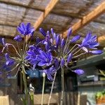 Agapanthus africanus Blomst