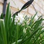 Muscari aucheri Flower